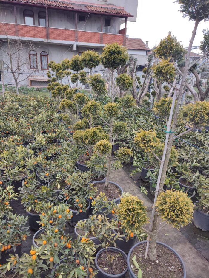 Ponpon Şekilli Bitki, Bulut Budanmış Leylandi Goldrider - Görsel 3