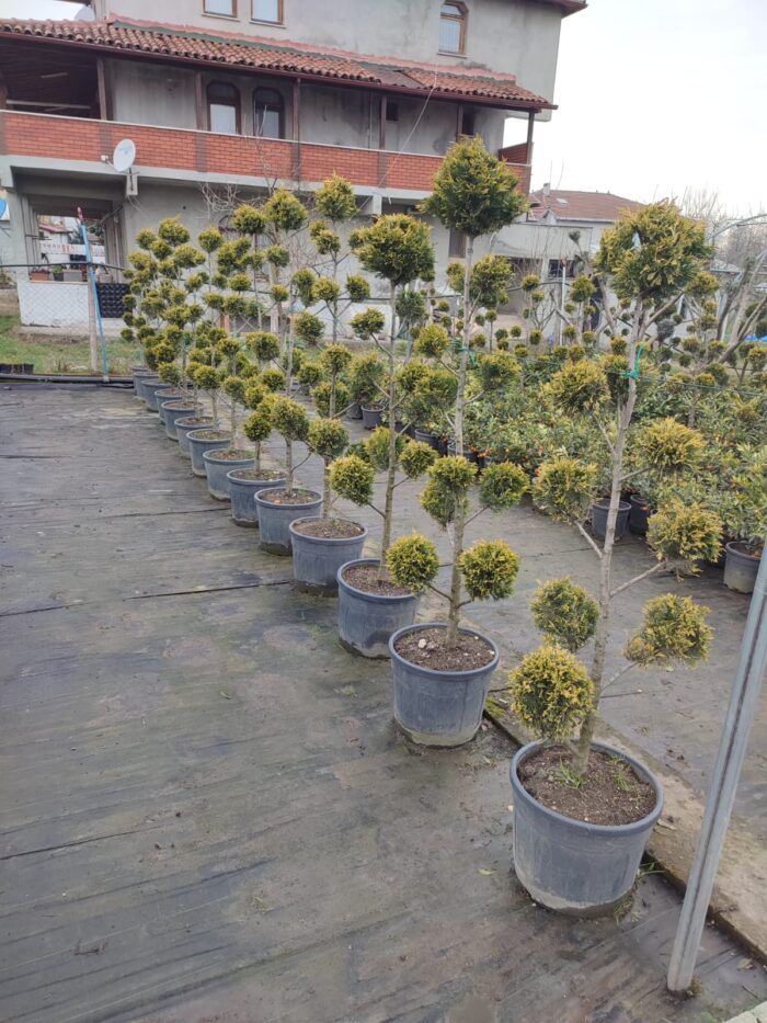 Ponpon Şekilli Bitki, Bulut Budanmış Leylandi Goldrider - Görsel 2