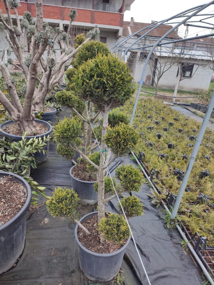 Ponpon Şekilli Bitki, Bulut Budanmış Leylandi Goldrider - Görsel 5