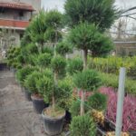 Ponpon Leylandi 200-250 cm