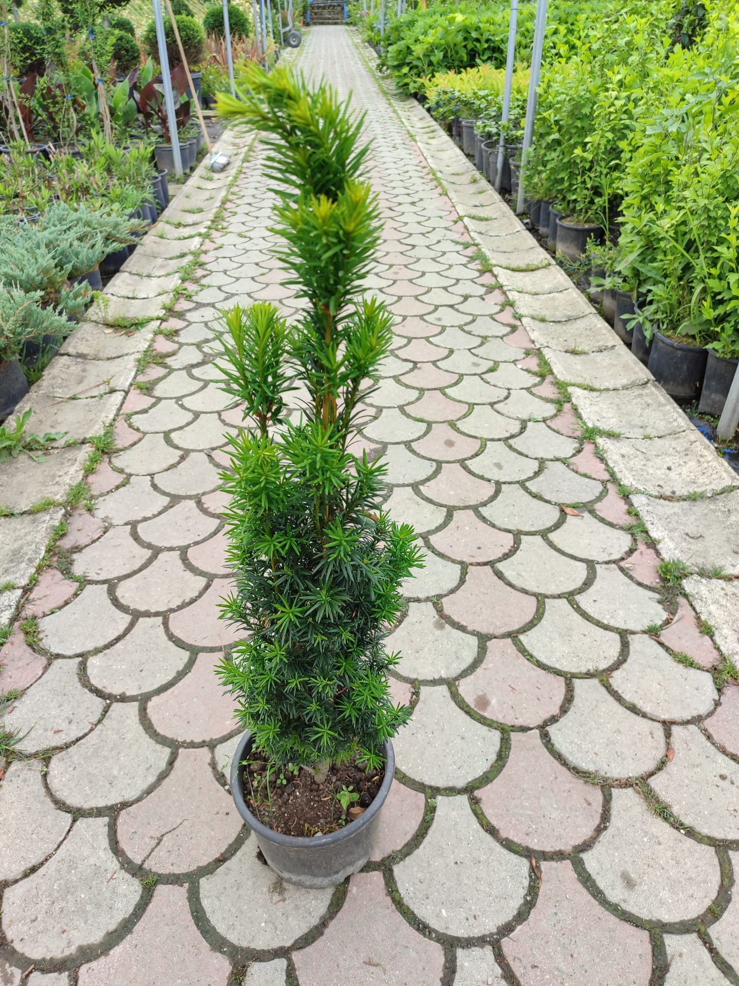 porsuk-5-litre-2 Sütun Porsuk 80cm - Görsel 1