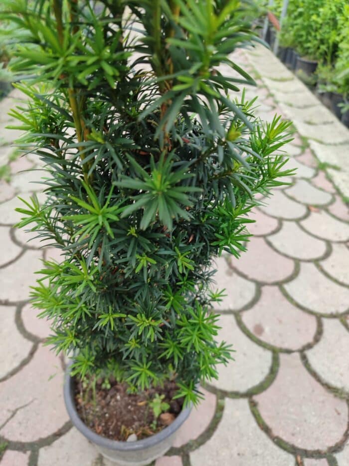 Sütun Porsuk 80cm - Görsel 2