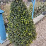 Piramit Şimşir 1 metre üzeri