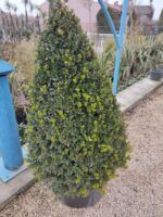 Piramit Şimşir 1 metre üzeri