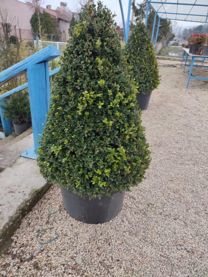 Piramit Şimşir 1 metre üzeri - Görsel 2