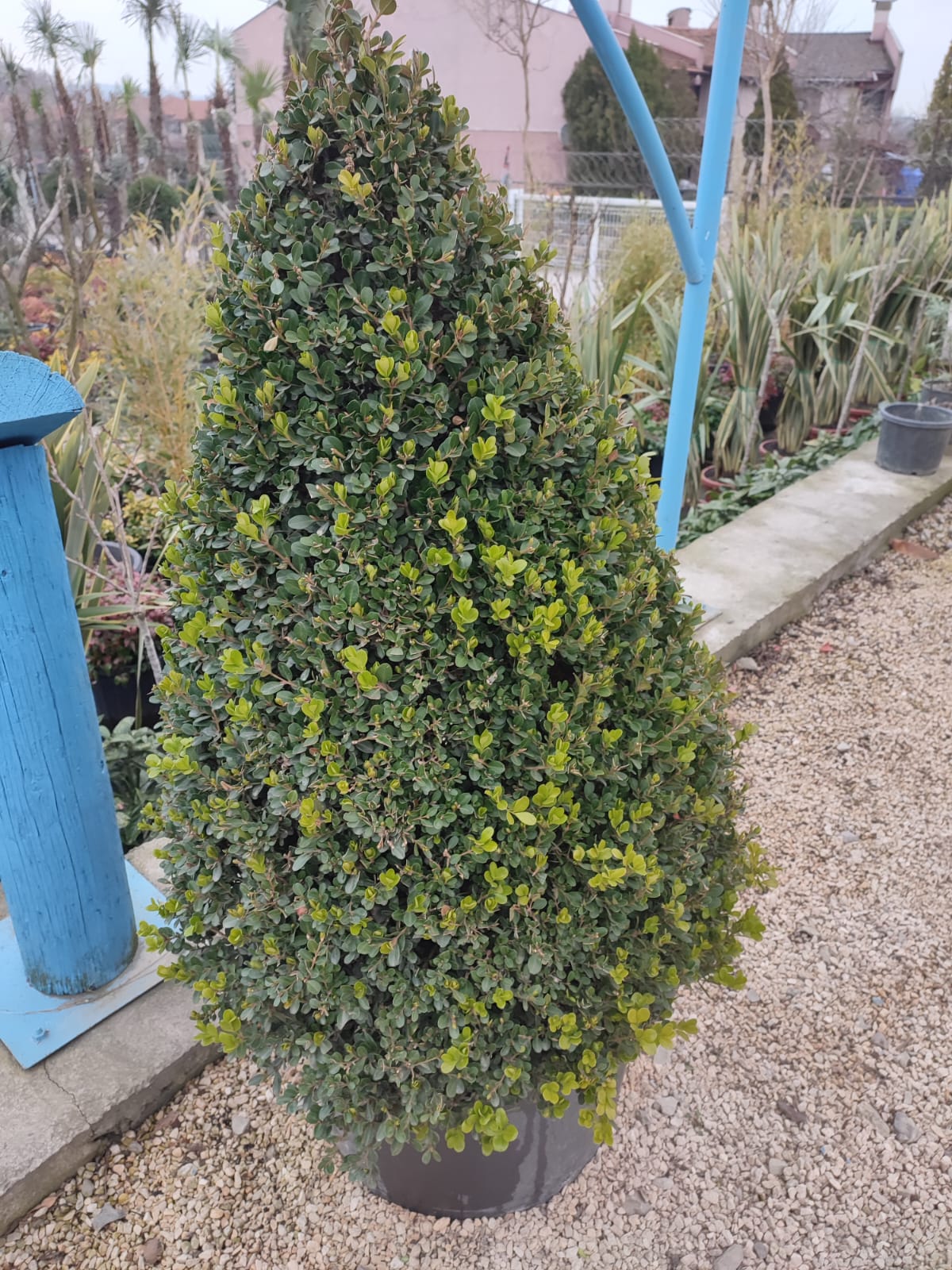 pramit-simsir Piramit Şimşir 1 metre üzeri - Görsel 1