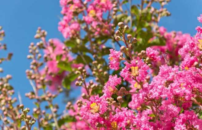 Oya ağacı özellikleri ve kullanımı hakkında bilgiler