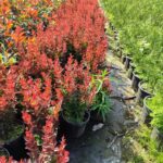 Berberis thunbergii 'Red Rocket' 20-30cm 3 litre