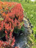 Berberis thunbergii 'Red Rocket' 20-30cm 3 litre