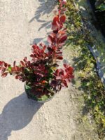 Berberis thunbergii 'Red Rocket' 20-30cm 3 litre - Görsel 2