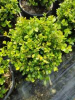 Top Şimşir, Rotundifolia, 30-40 cm 15 litre - Görsel 8