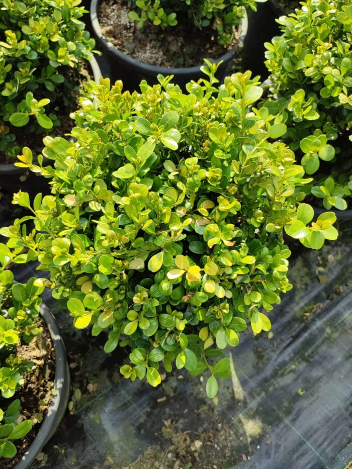 Top Şimşir, Rotundifolia, 30-40 cm 15 litre - Görsel 8