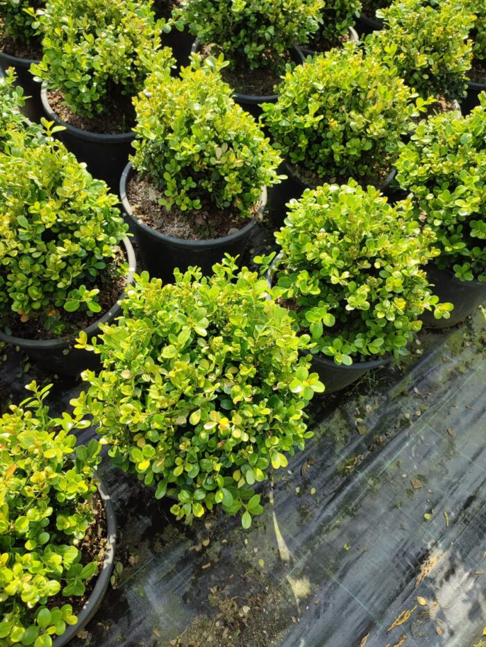 Top Şimşir, Rotundifolia, 30-40 cm 15 litre - Görsel 9