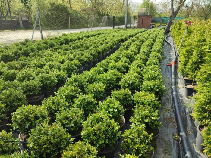 Top Şimşir, Rotundifolia, 30-40 cm 15 litre - Görsel 7