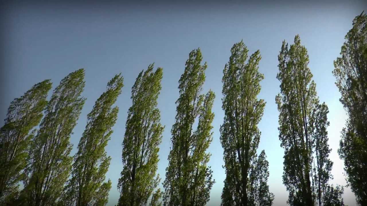 Rüzgar Kesen Bahçe Çit Bitkileri