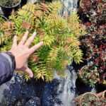 Sahte Keçi Sakalı, 60-80cm Boy Dolgun