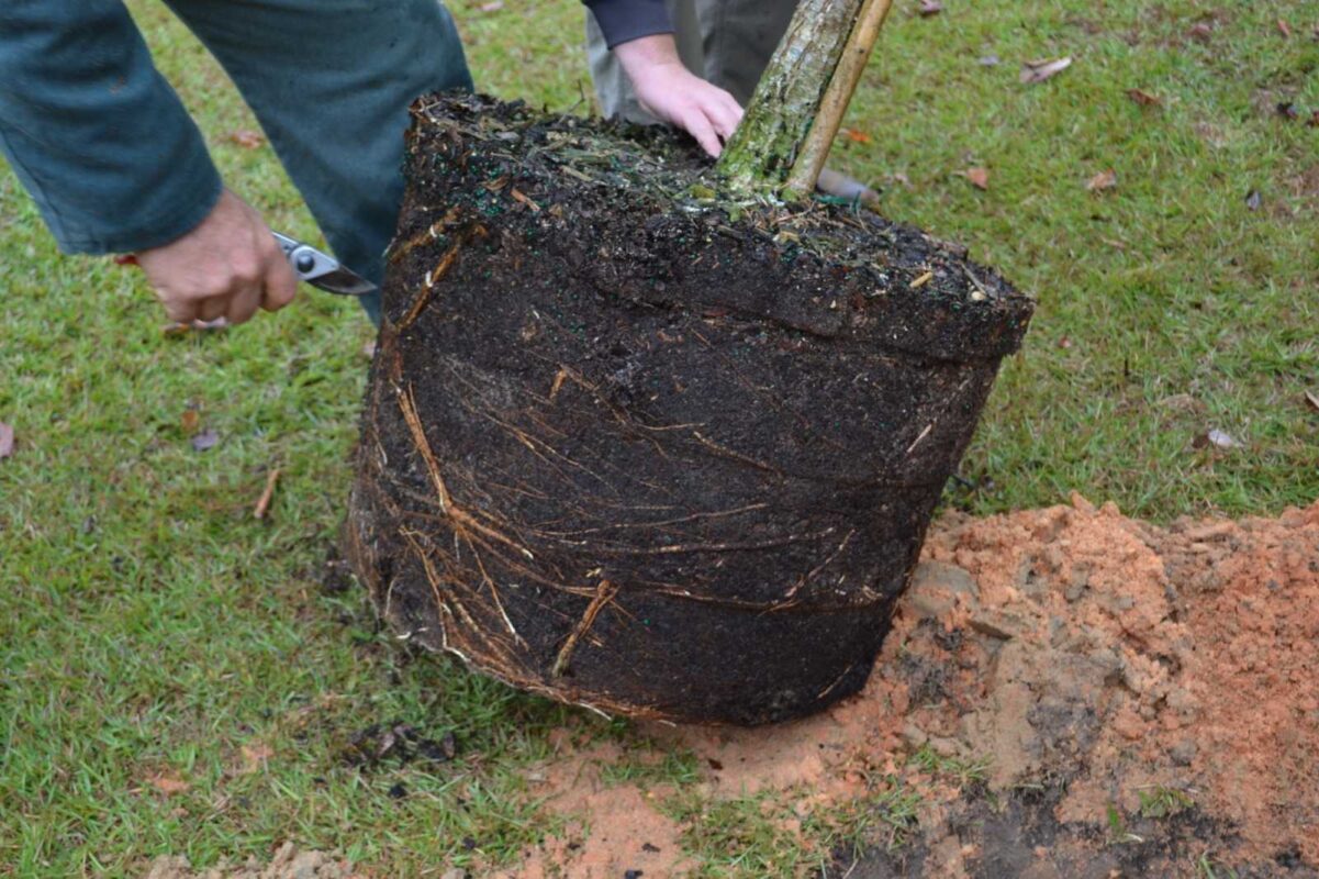 Çuvallı ve Saksıda )