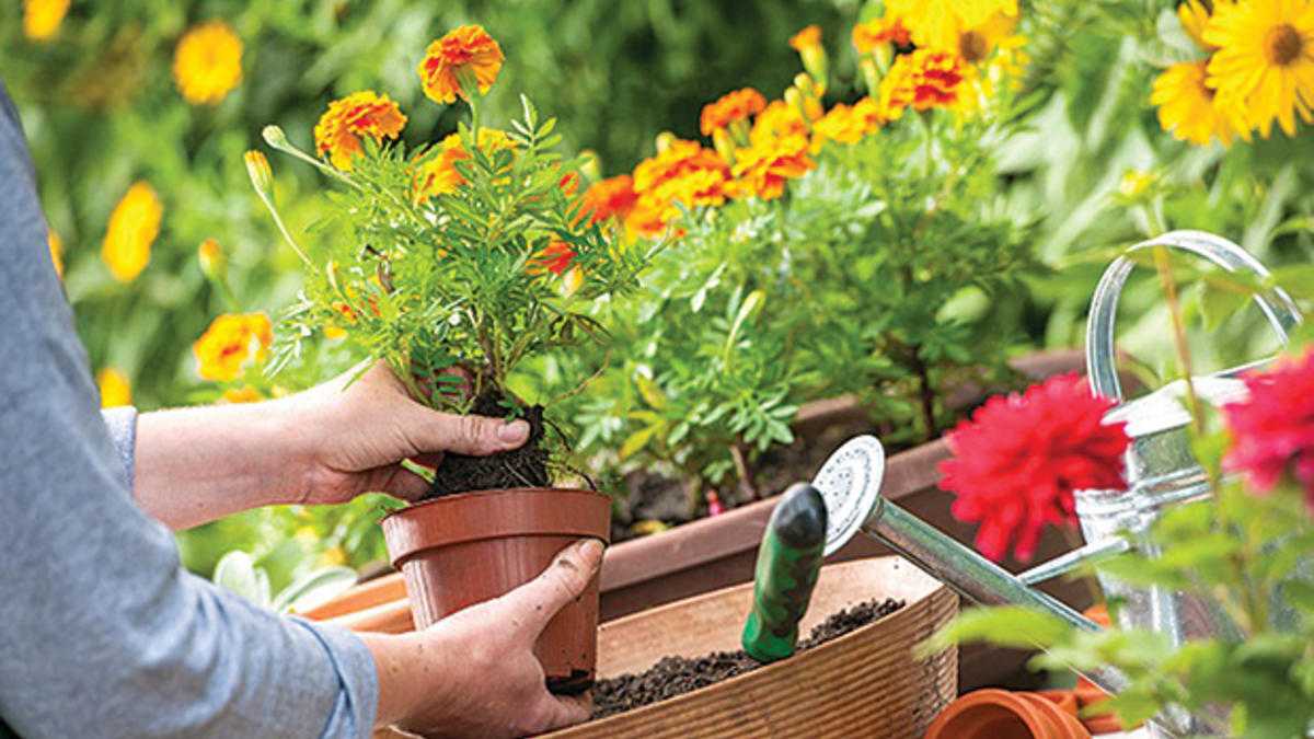 Saksıda bulunan süs bitkileri toprağa nasıl dikilir?