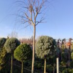 Salix babylonica , Salkım Söğüt 18-20Q