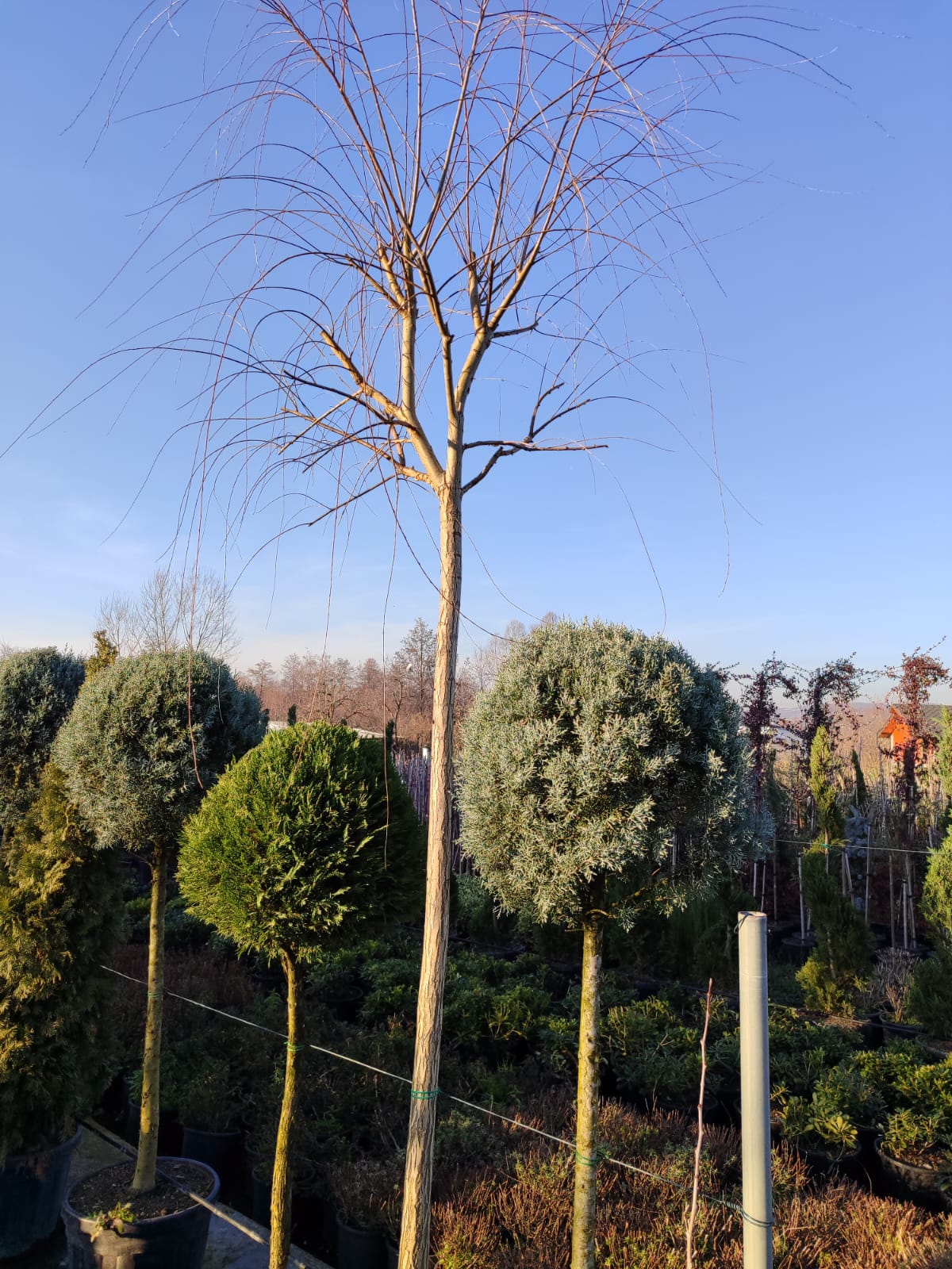 salkim-sogut Salix babylonica , Salkım Söğüt 16-18Q - Görsel 1