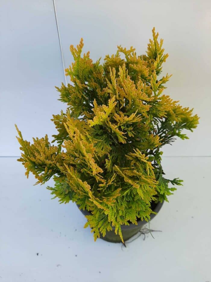 Sunkist mazı 30-40 cm boy ve çap - Görsel 9