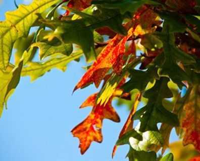 Yapraklar neden sonbaharda renk değiştirir?