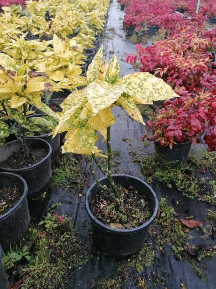 Aucuba Sarı ( Japon Defnesi ) 20-30 cm Boy 3 litrelik Saksıda - Görsel 2