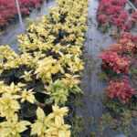 Aucuba Sarı ( Japon Defnesi ) 20-30 cm Boy 3 litrelik Saksıda