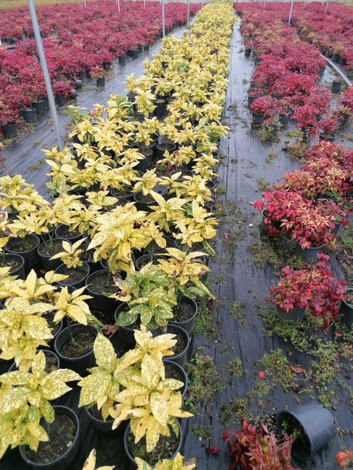 sari-aucuba-japon-defnesi-3 Aucuba Sarı ( Japon Defnesi ) 20-30 cm Boy 3 litrelik Saksıda - Görsel 1