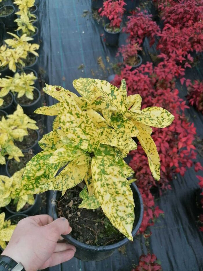 Aucuba Sarı ( Japon Defnesi ) 20-30 cm Boy 3 litrelik Saksıda - Görsel 3