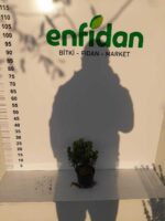 Sarı Çıtır Taflan 20-30cm boy - Görsel 5