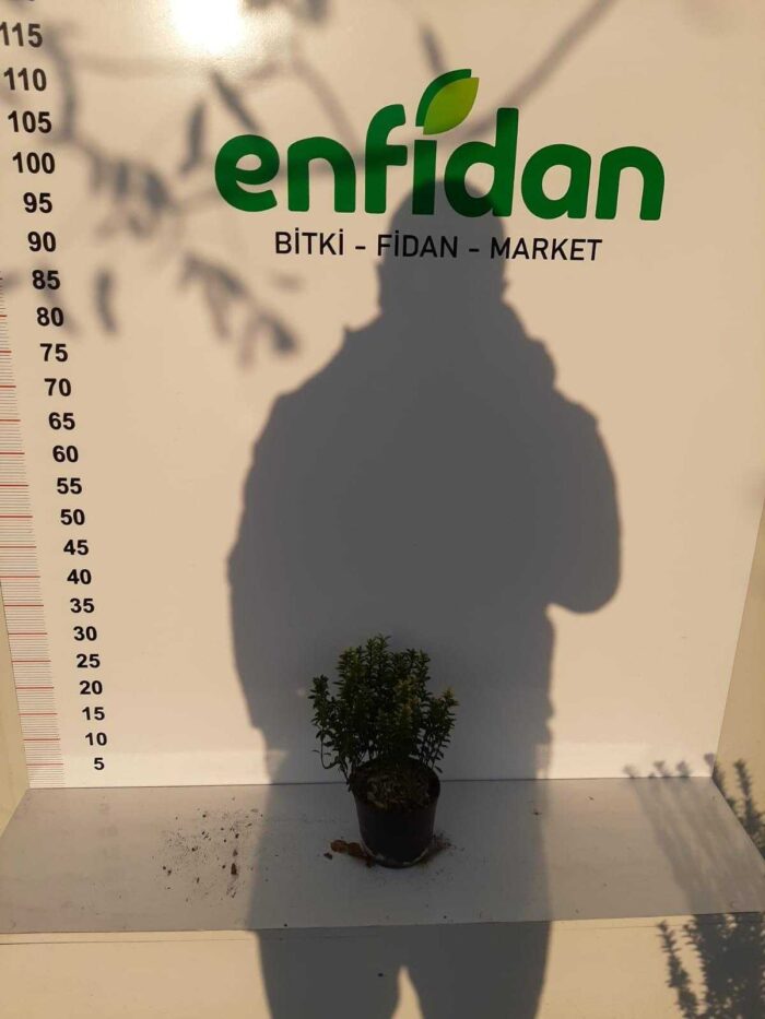 Sarı Çıtır Taflan 20-30cm boy - Görsel 5