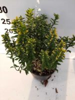 Sarı Çıtır Taflan 20-30cm boy - Görsel 4