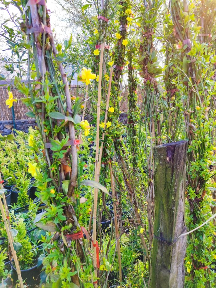 Sarı Çiçekli Yasemin, 200cm üzeri - Görsel 4