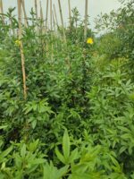 Sarı Çiçekli Yasemin, 200cm üzeri - Görsel 8