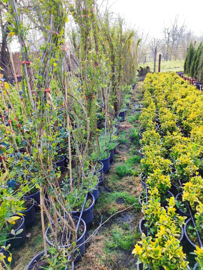 Sarı Çiçekli Yasemin, 200cm üzeri - Görsel 3