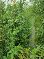 Sarı Çiçekli Yasemin, 200cm üzeri - Görsel 9