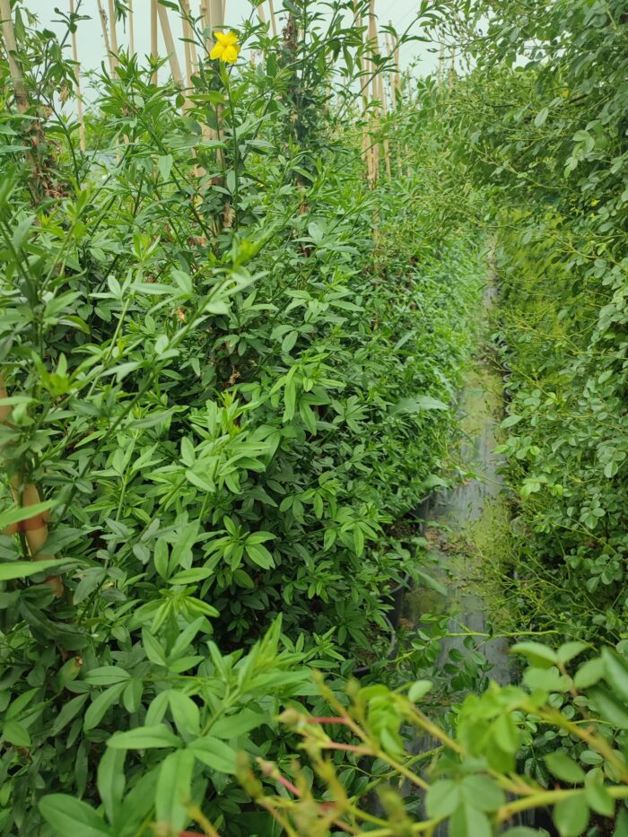 Sarı Çiçekli Yasemin, 200cm üzeri - Görsel 9