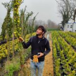 Sarı Çiçekli Yasemin, 200cm üzeri