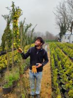 Sarı Çiçekli Yasemin, 200cm üzeri