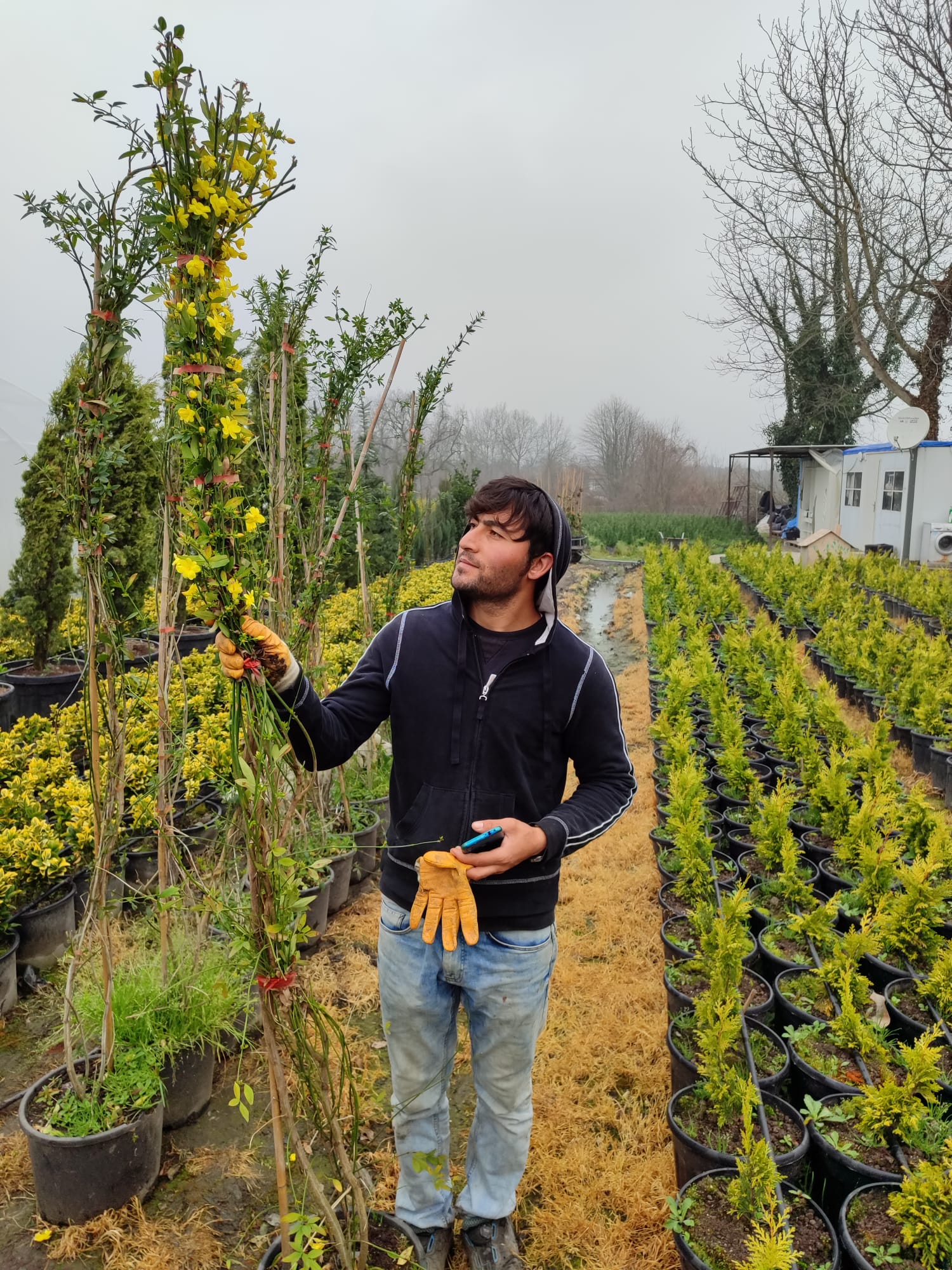 sari-yasemin-3-1 Sarı Çiçekli Yasemin, 200cm üzeri - Görsel 1