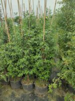 Sarı Çiçekli Yasemin, 200cm üzeri - Görsel 10