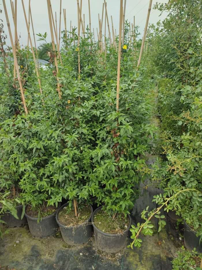 Sarı Çiçekli Yasemin, 200cm üzeri - Görsel 10