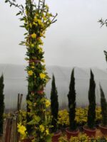 Sarı Çiçekli Yasemin, 200cm üzeri - Görsel 2