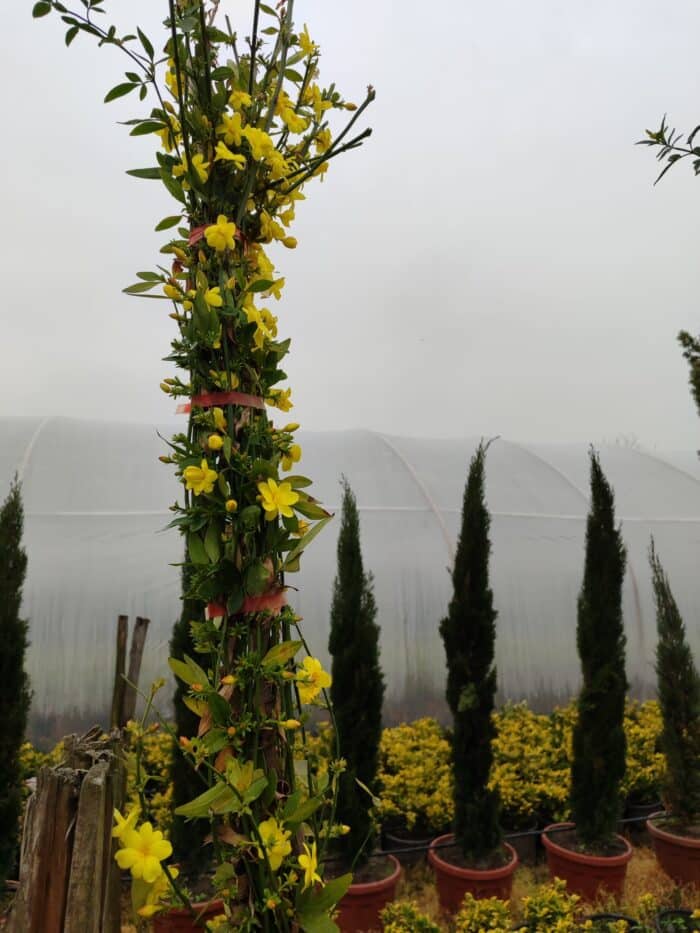 Sarı Çiçekli Yasemin, 200cm üzeri - Görsel 2