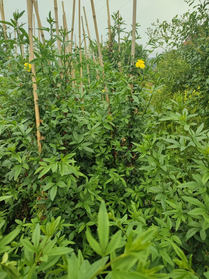 Sarı Çiçekli Yasemin, 200cm üzeri - Görsel 8