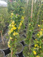 Sarı Çiçekli Yasemin, 200cm üzeri - Görsel 5