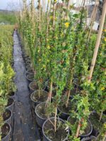 Sarı Çiçekli Yasemin, 200cm üzeri - Görsel 6