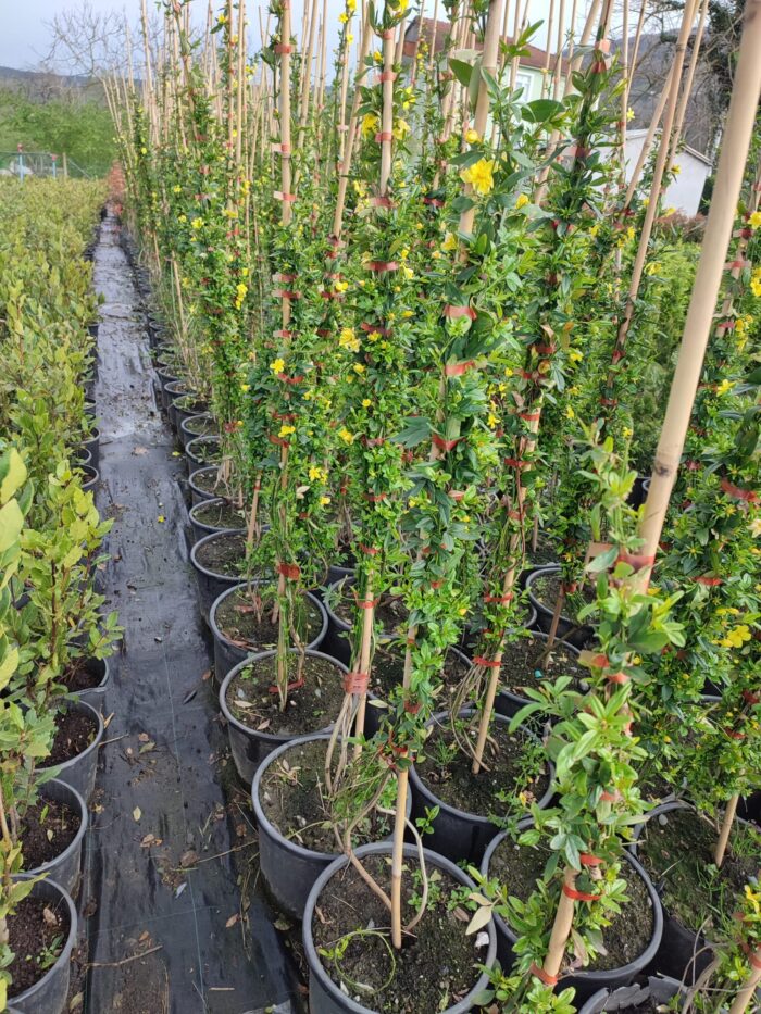 Sarı Çiçekli Yasemin, 200cm üzeri - Görsel 6