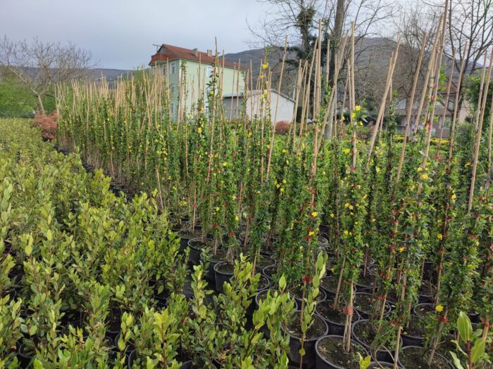 Sarı Çiçekli Yasemin, 200cm üzeri - Görsel 7